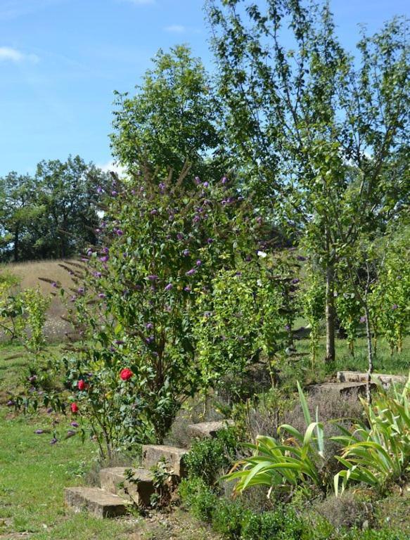 Le Mas De Carrie Bed & Breakfast Parisot  Eksteriør bilde